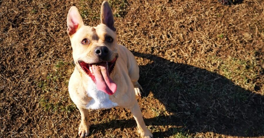 cane con la lingua fuori