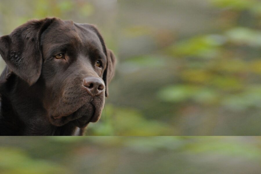 cane nel bosco