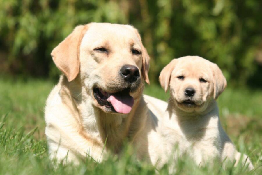 mamma e cucciolo di cane