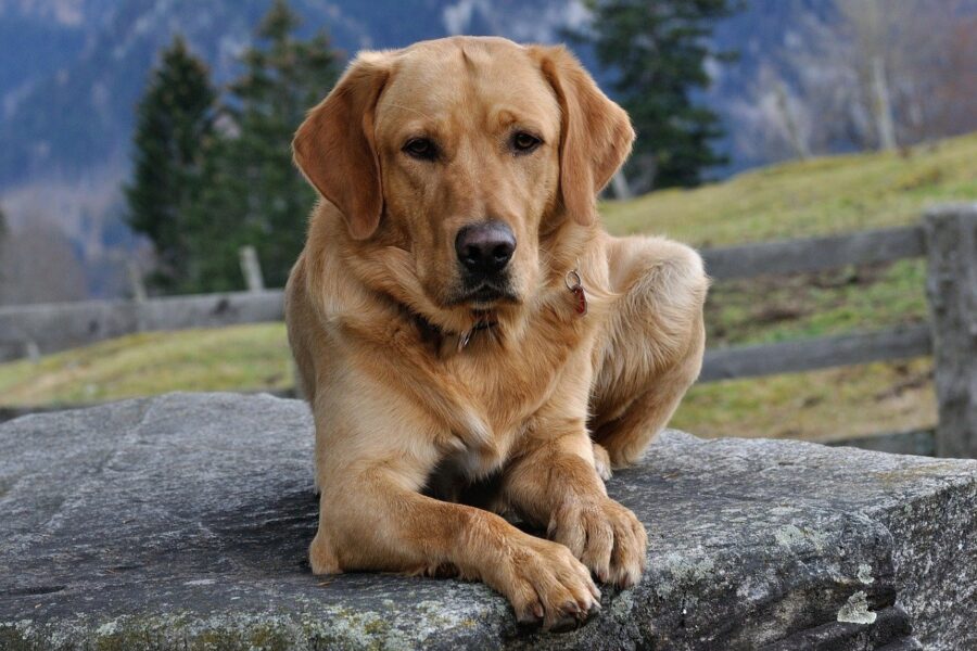 cane in montagna 