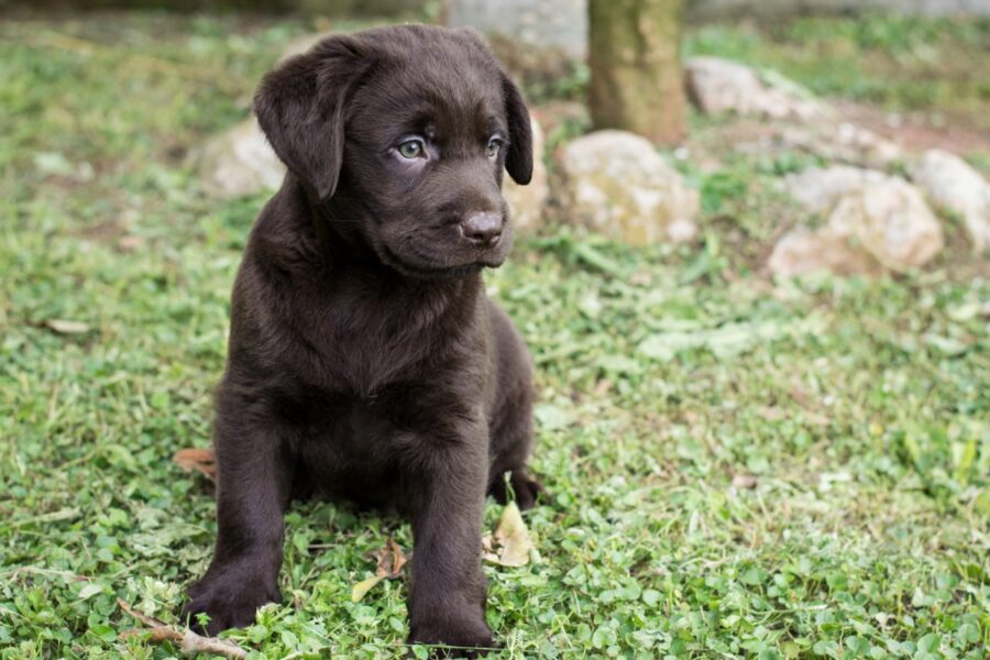 cucciolo di cane cioccolato