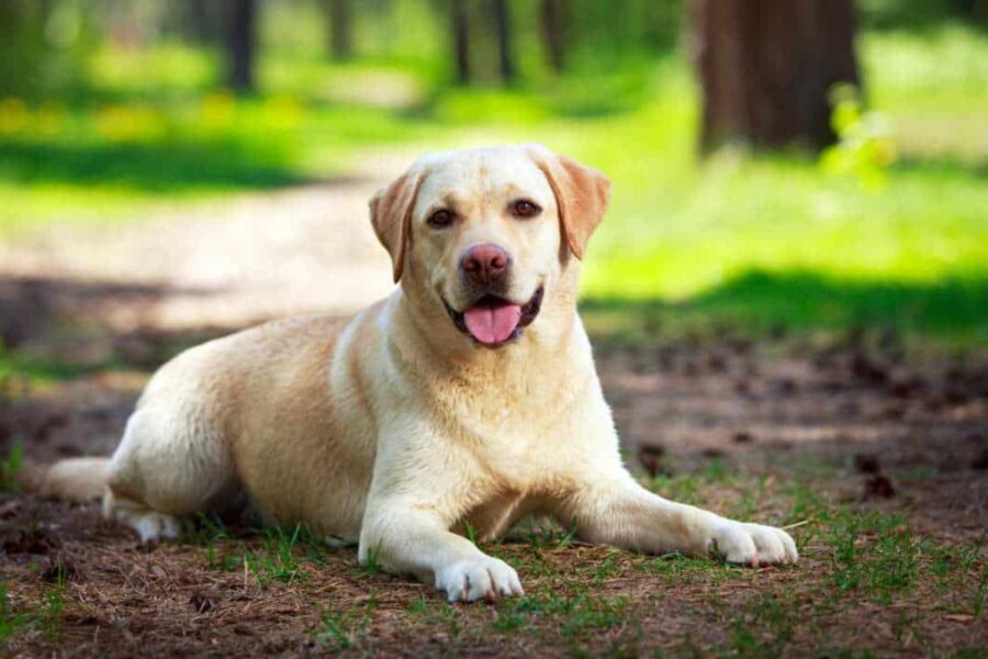 cane al parco