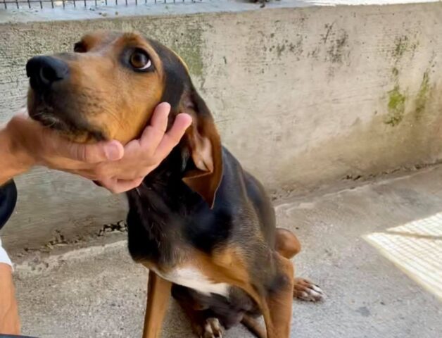 Lasciatevi conquistare dagli occhi dolci di Lamù. Sta cercando una famiglia