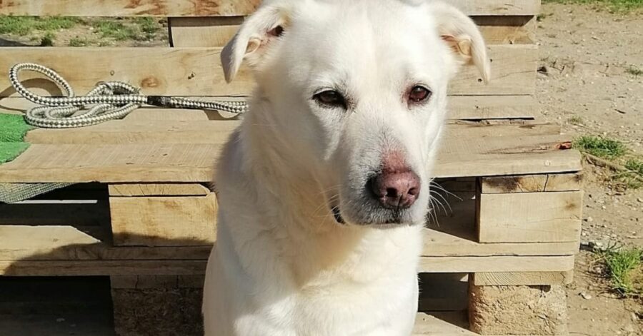 cagnolino bianco con il muso triste