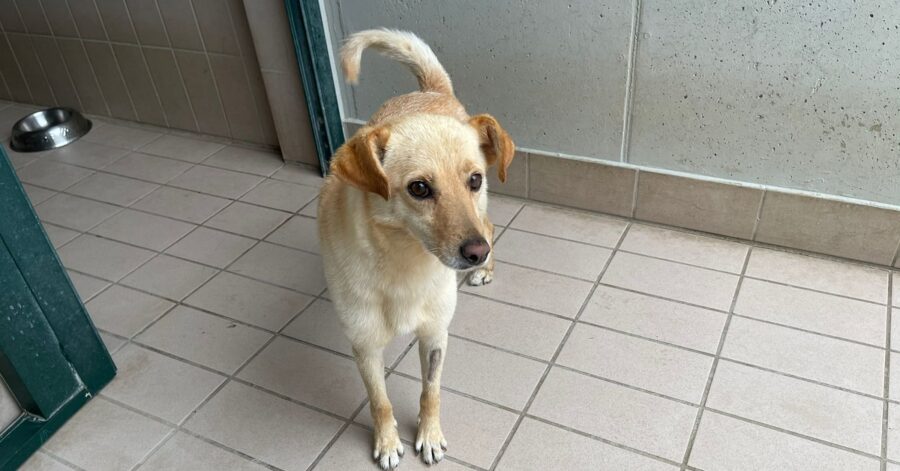 cane dal pelo chiaro e naso nero