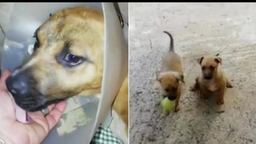 il cagnolino è guarito