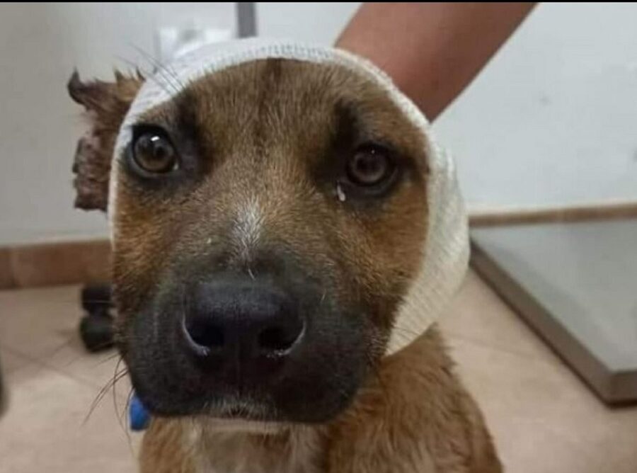 cagnolino ha trovato il lieto fine 