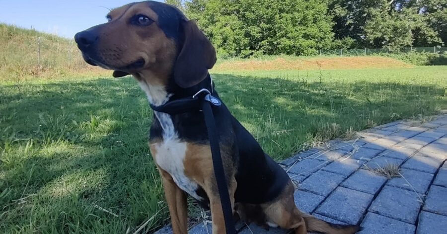 cagnolina al guinzaglio