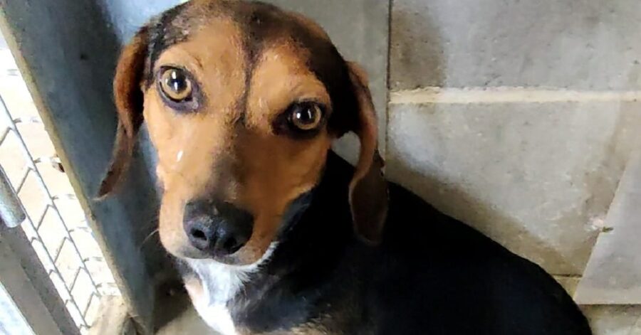 cagnolina chiusa in un box