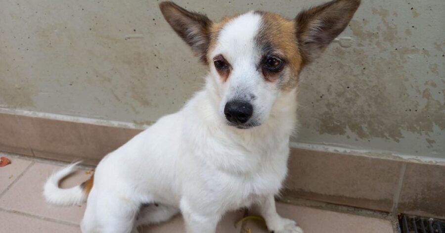 cucciola di cane a Brescia