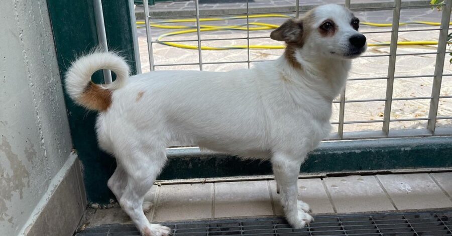 cagnolina chiusa in un box