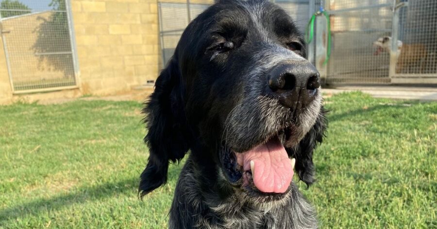 cagnolino con il naso nero