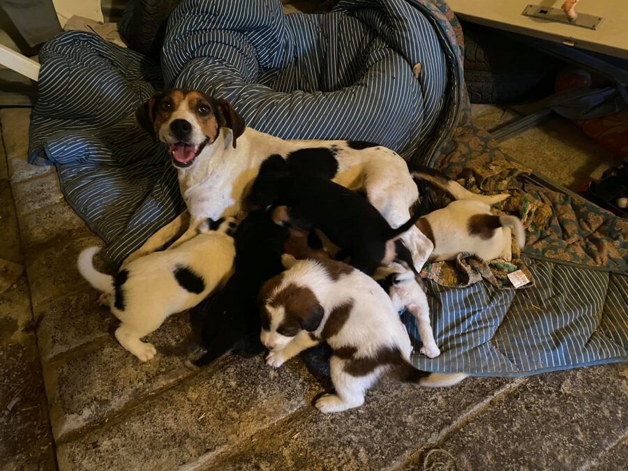 mamma, cuccioli e papà cercano casa