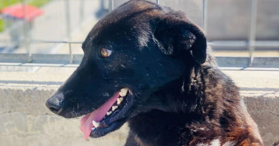 cagnolina di profilo