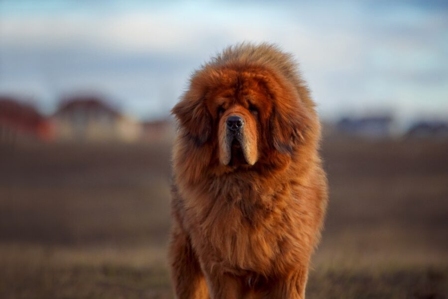 mastino tibetano con il pelo molto lungo