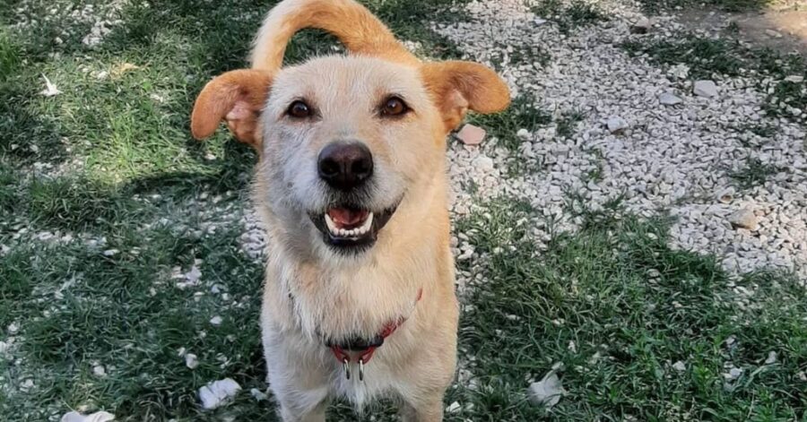 cagnolina felice