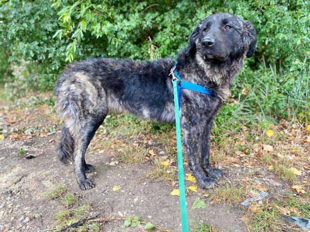 Nanà, la cagnolona abbandonata è alla ricerca della felicità