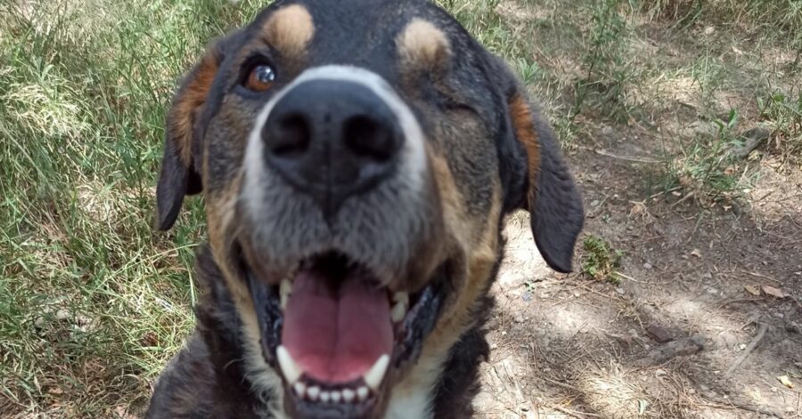 cagnolino con un occhio solo