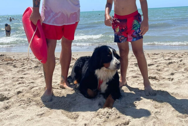 Bambino rischiava di affogare in mare nel Pisano, salvato da un cane-bagnino