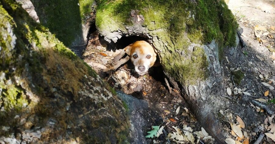 cagnolino nascosto in un albero