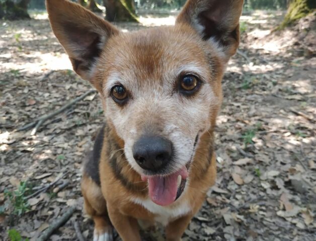 Otto, dolce nonnetto tutto pepe è in cerca di casa