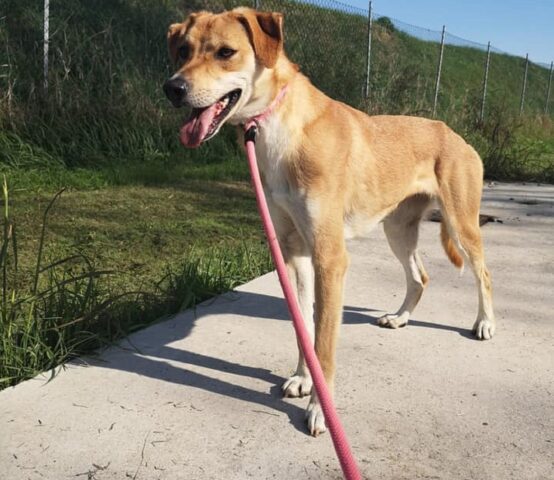 Palù: cagnolina fiera e sicura di sé cerca una famiglia per preaffido