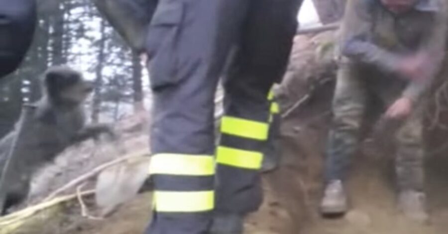 cane salvato dai pompieri a Sondrio