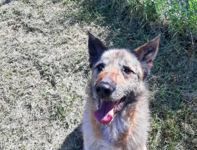 Perseo non ha perso la speranza: dopo 8 anni di canile cerca ancora una casa