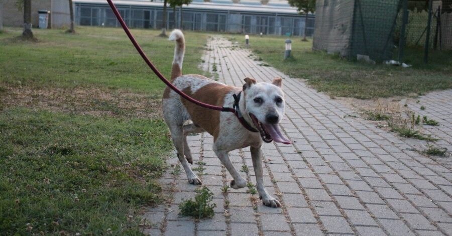 cagnolina corre al guinzaglio