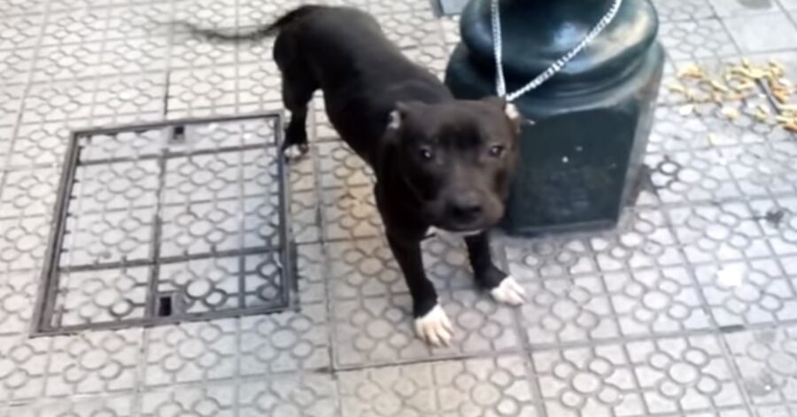 Pitbull nero legato a un palo