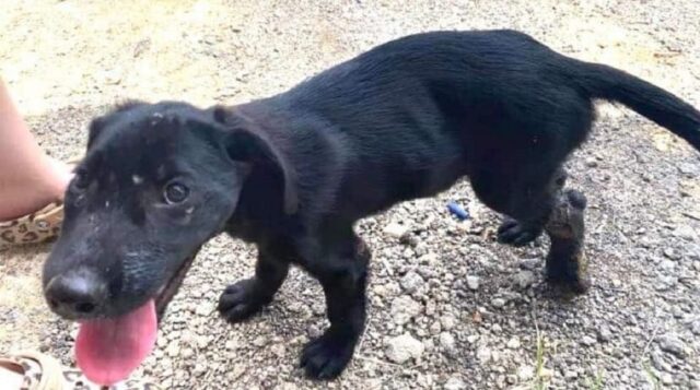 Un povero cagnolino ha perso una zampa dopo essere stato intrappolato per giorni sotto una roulotte