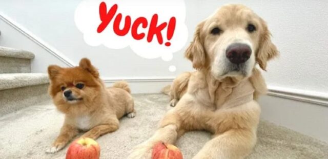 Questi cani assaggiano una mela per la prima volta (VIDEO)