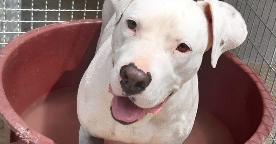 cagnolina nella cuccia