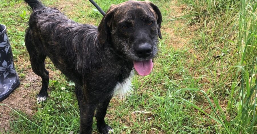 cagnolino con la lingua di fuori