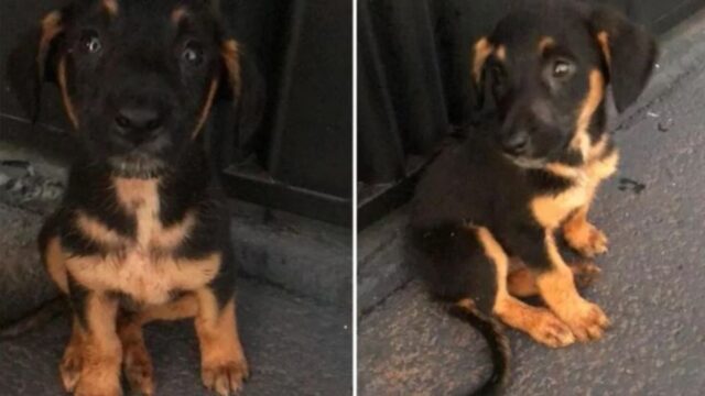 Cuccioli di cane scaricati in strada come immondizia: corrono dietro l’auto