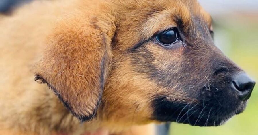 cagnolina dagli occhi neri