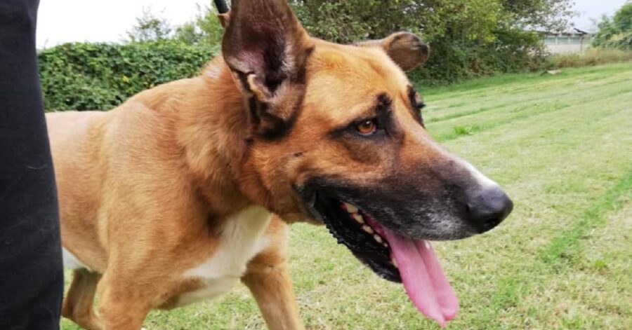 cagnolino dagli occhi marroni