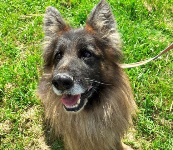 Rocky: abbandonato in canile con problemi fisici aspetta ora una casa