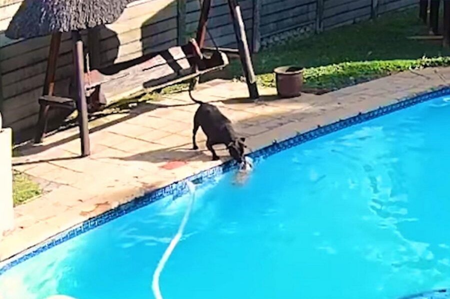 cade in acqua rottweiler