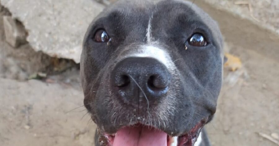 cagnolina aspetta una famiglia