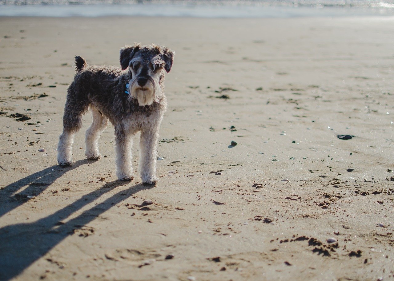 Schnauzer al mare