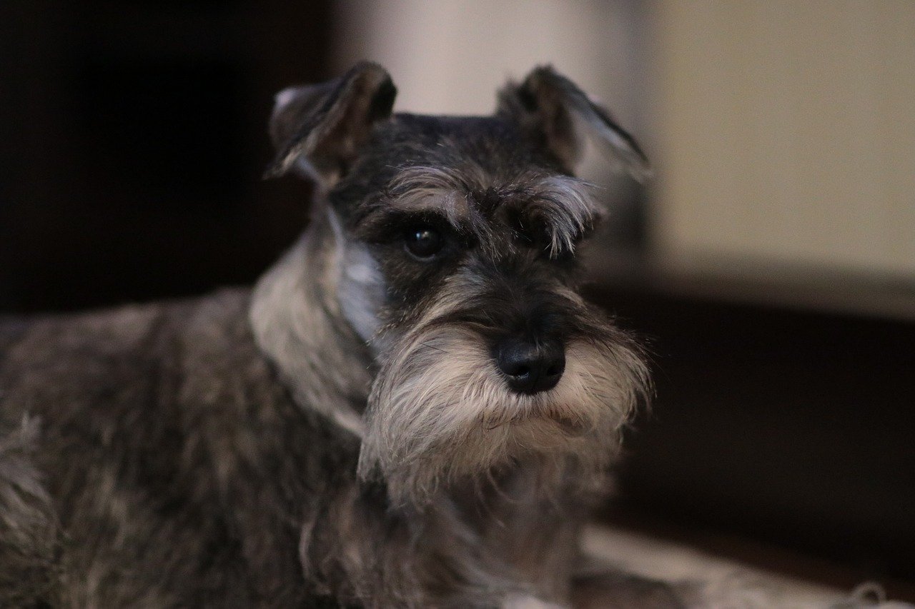 Schnauzer si riposa