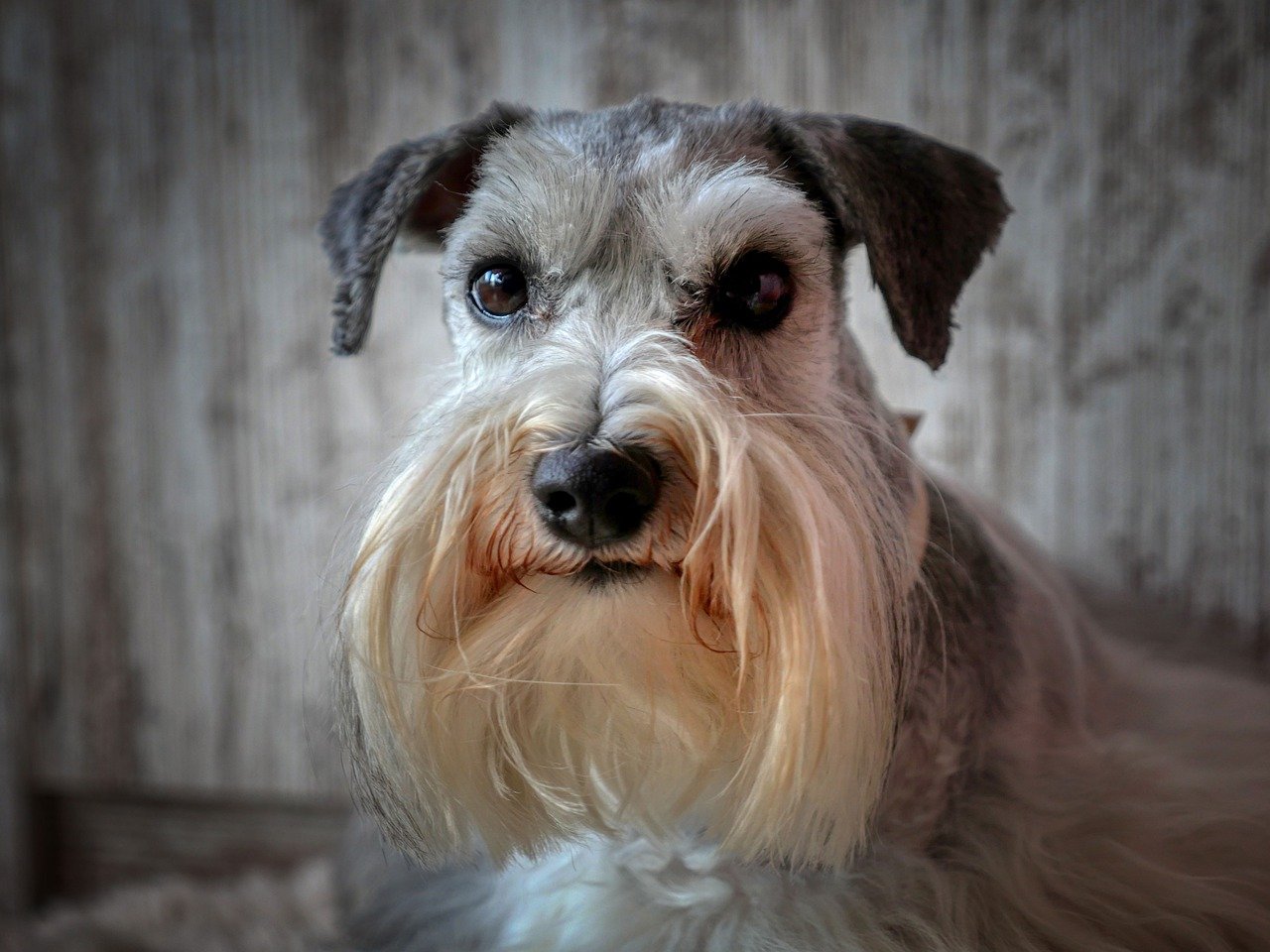 Schnauzer barba lunga