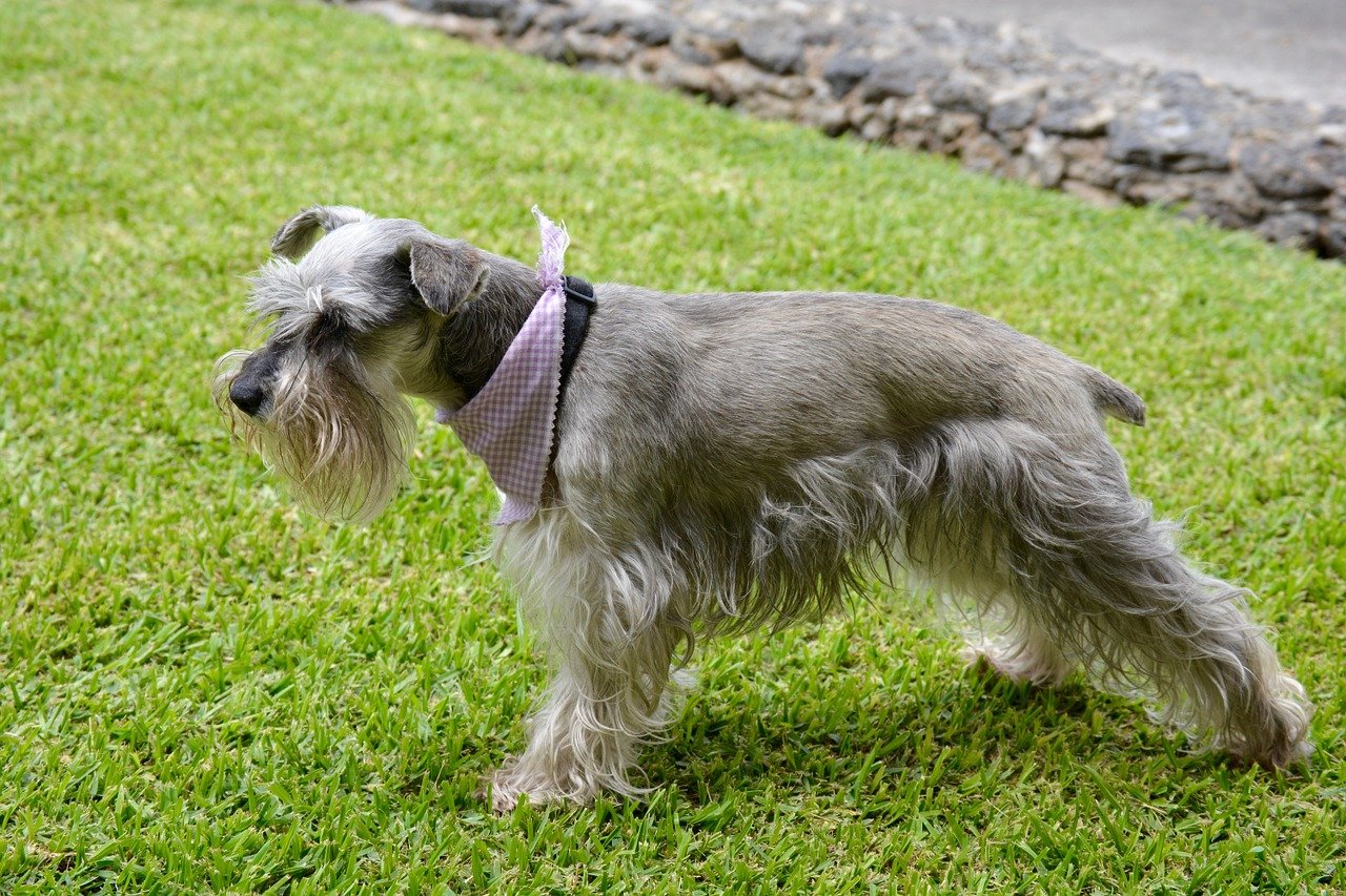 Schnauzer in mezzo al prato