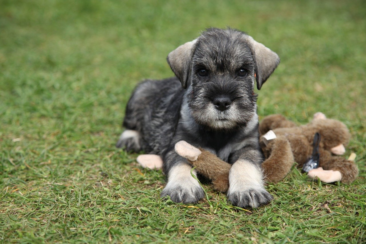 Schnauzer da piccolo