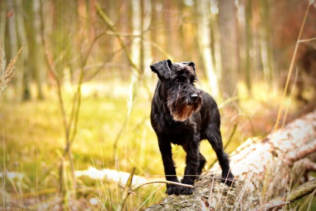 Schnauzer: carattere, a chi è adatto, cure e cosa sapere su questa razza