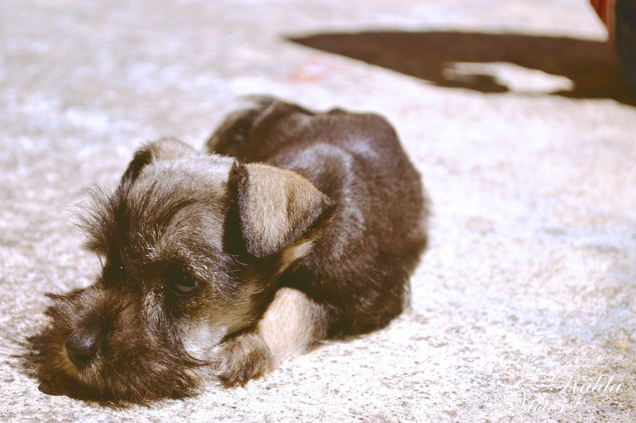 Schnauzer cucciolo si riposa