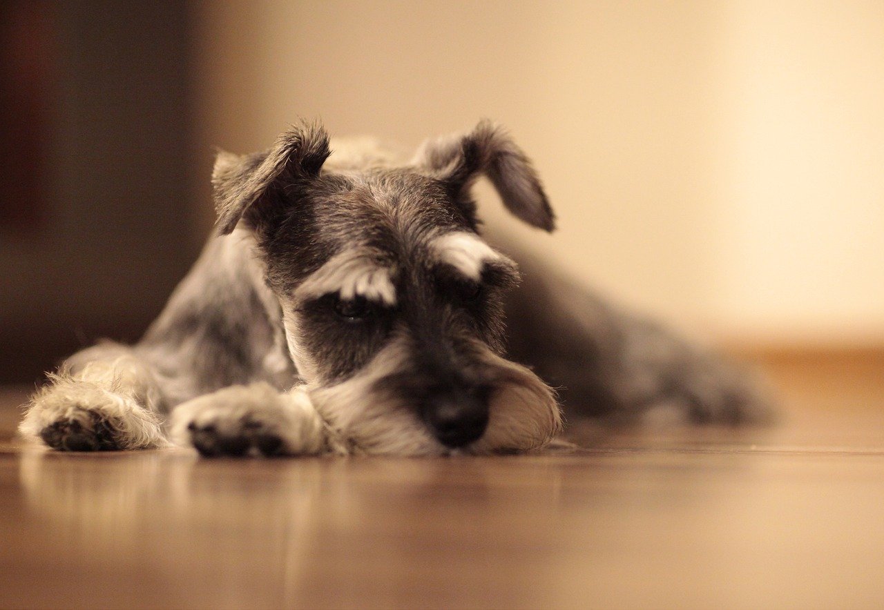 Schnauzer sdraiato sul pavimento