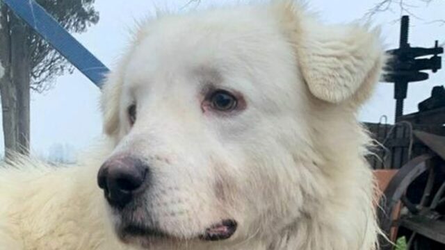 Spot, il cane eroe ucciso dai ladri mentre difendeva la sua proprietaria
