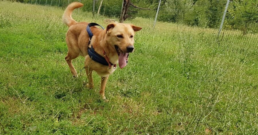 cagnolino che corre nel prato